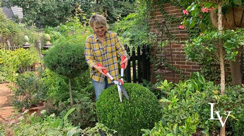 Trimming boxwoods. Things To Know About Trimming boxwoods. 